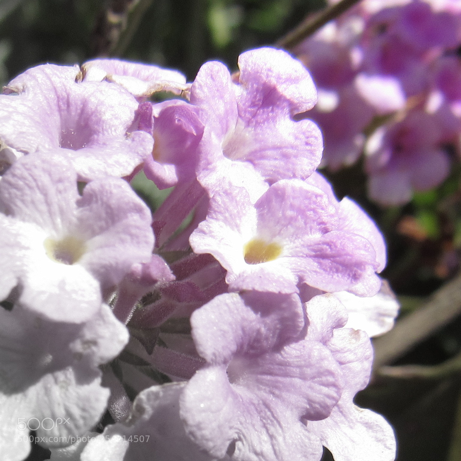 Canon PowerShot SX530 HS sample photo. Purple flower photography