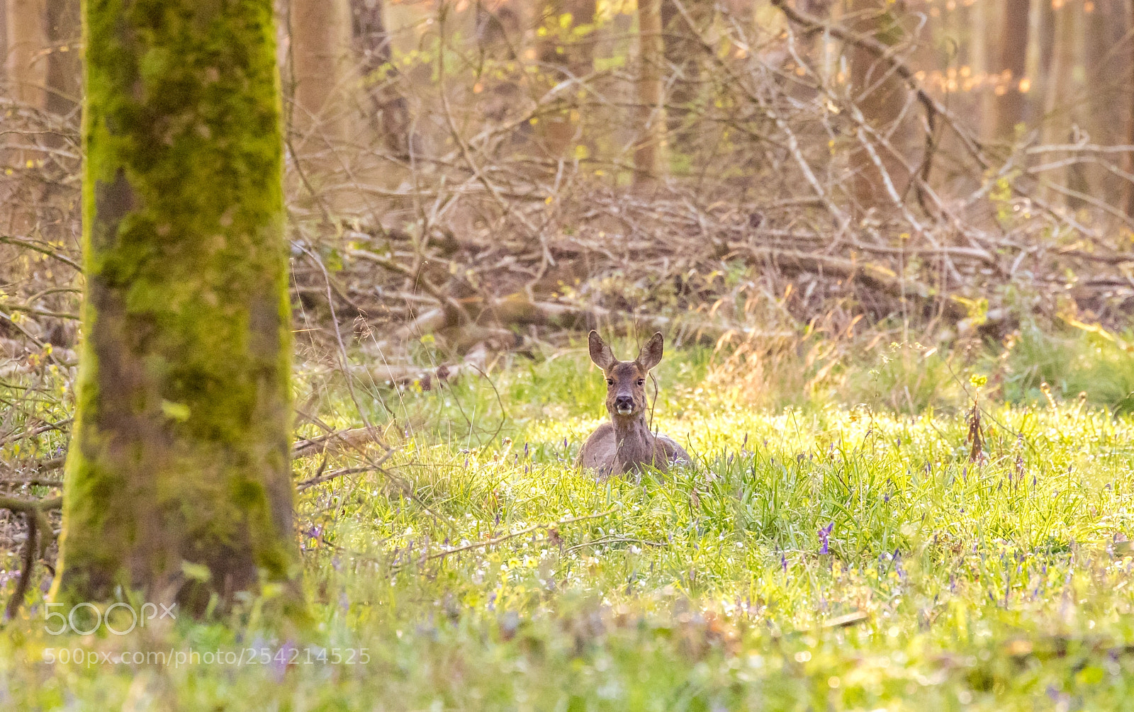 Canon EOS 7D Mark II sample photo. Basking in the spring photography