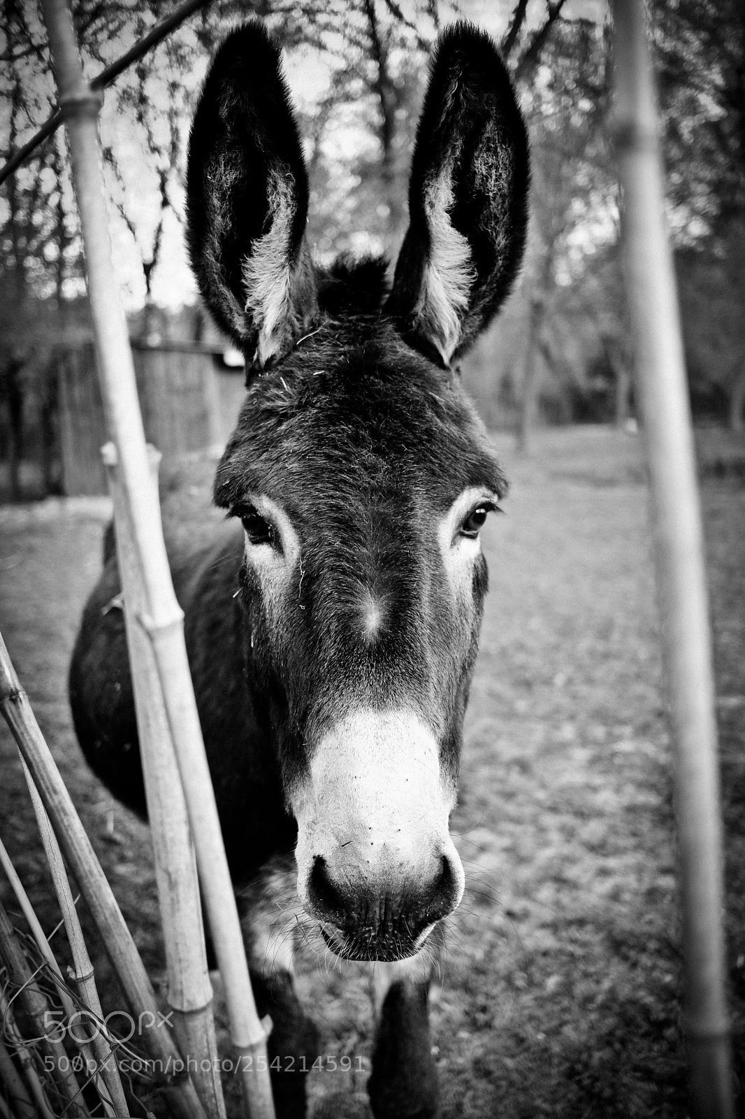 Fujifilm X-T20 sample photo. Donkey photography