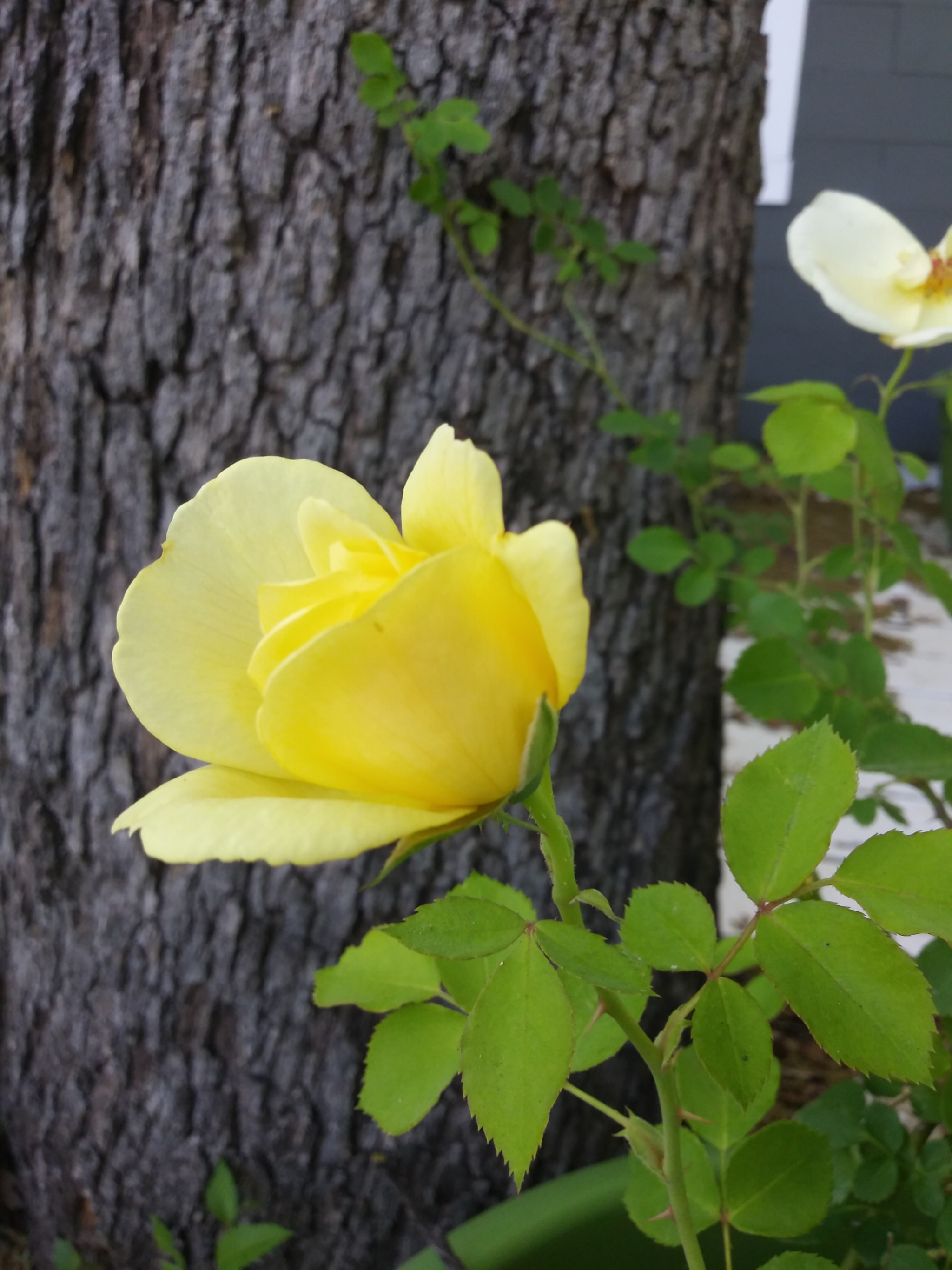 LG K8(2018) sample photo