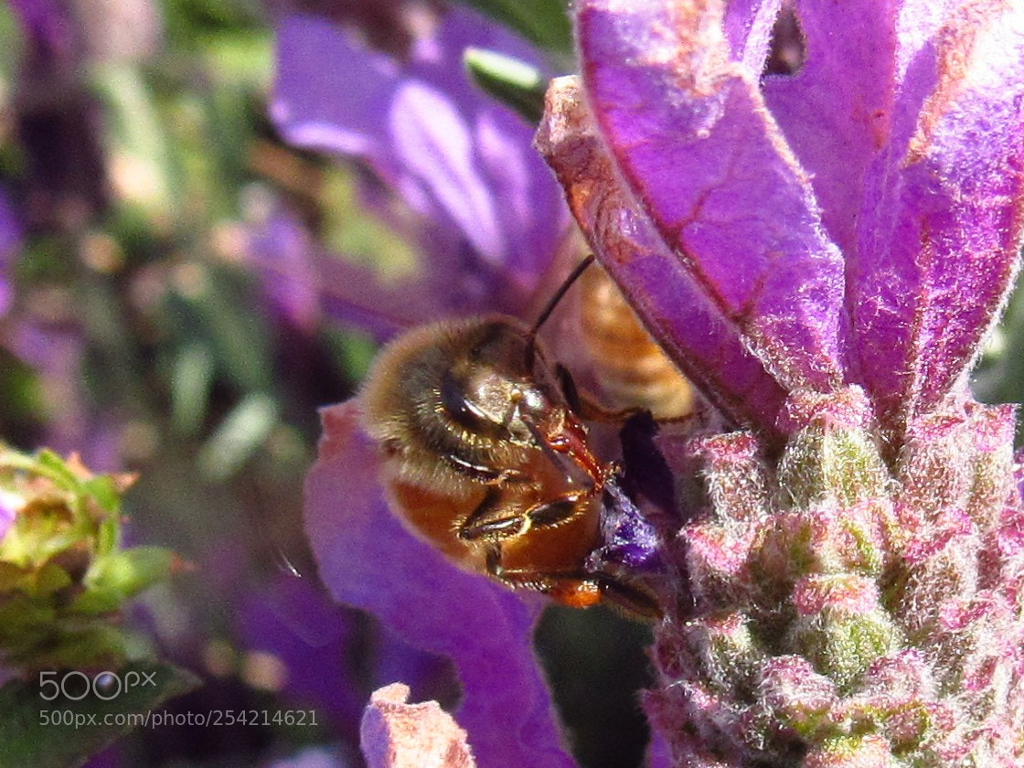 Canon PowerShot SX530 HS sample photo. Honey bee photography