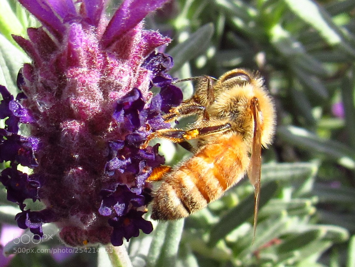 Canon PowerShot SX530 HS sample photo. Honey bee photography
