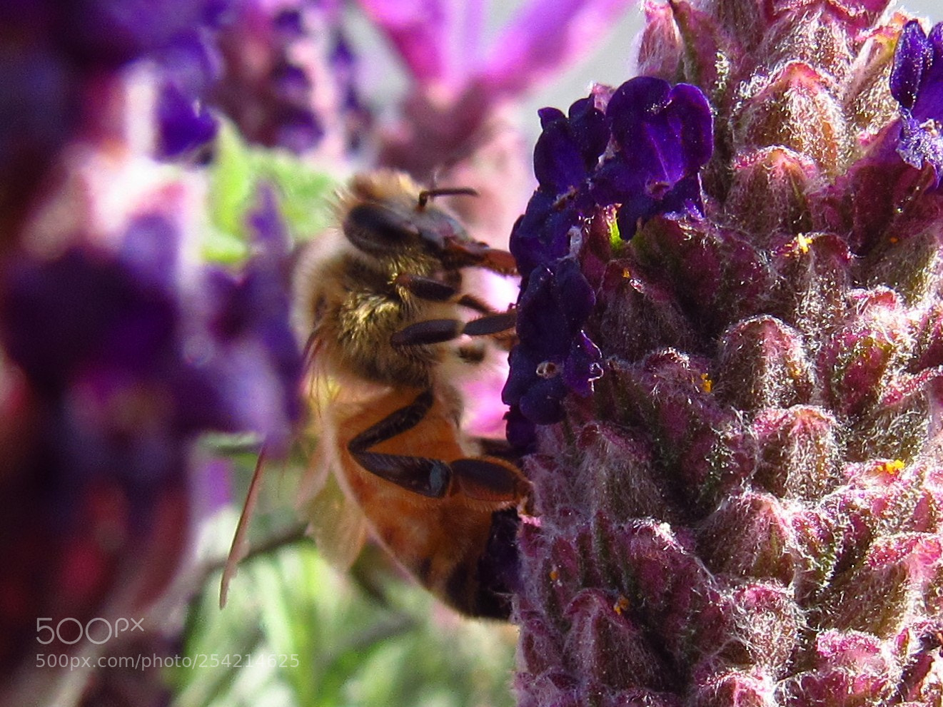 Canon PowerShot SX530 HS sample photo. Honey bee photography