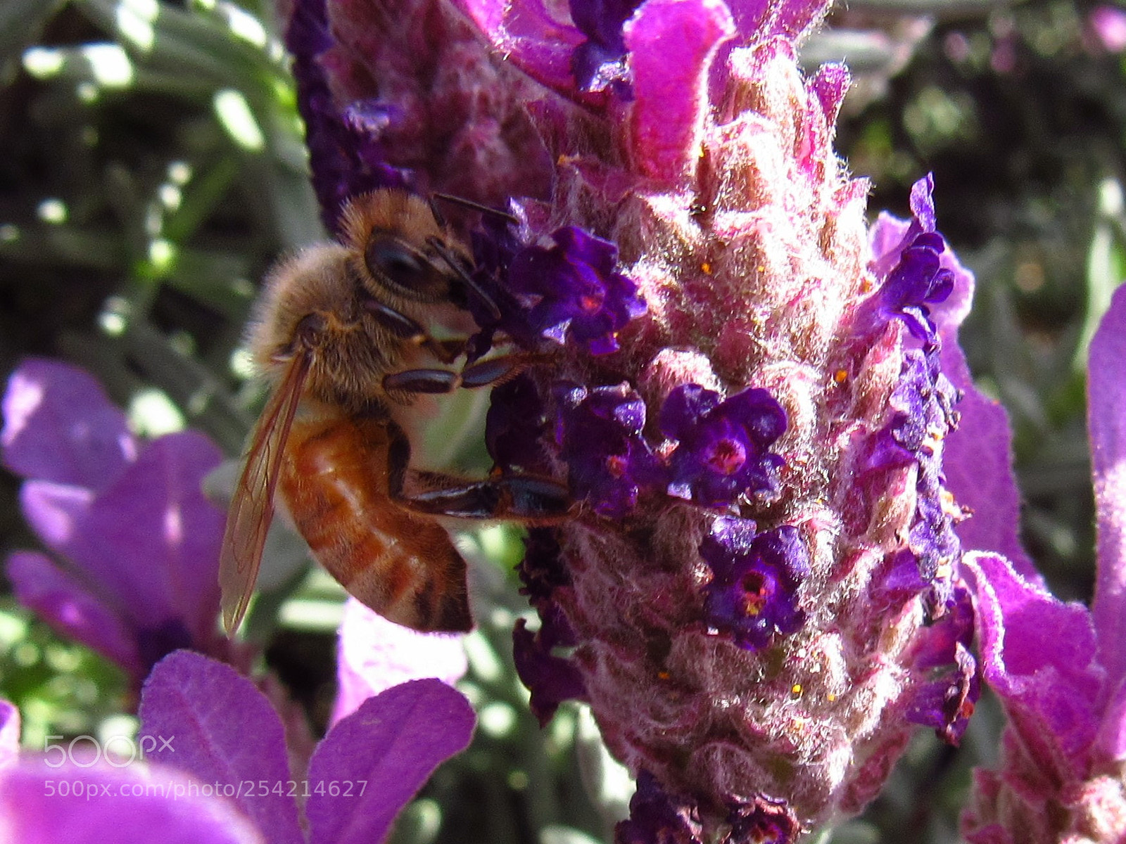 Canon PowerShot SX530 HS sample photo. Honey bee photography