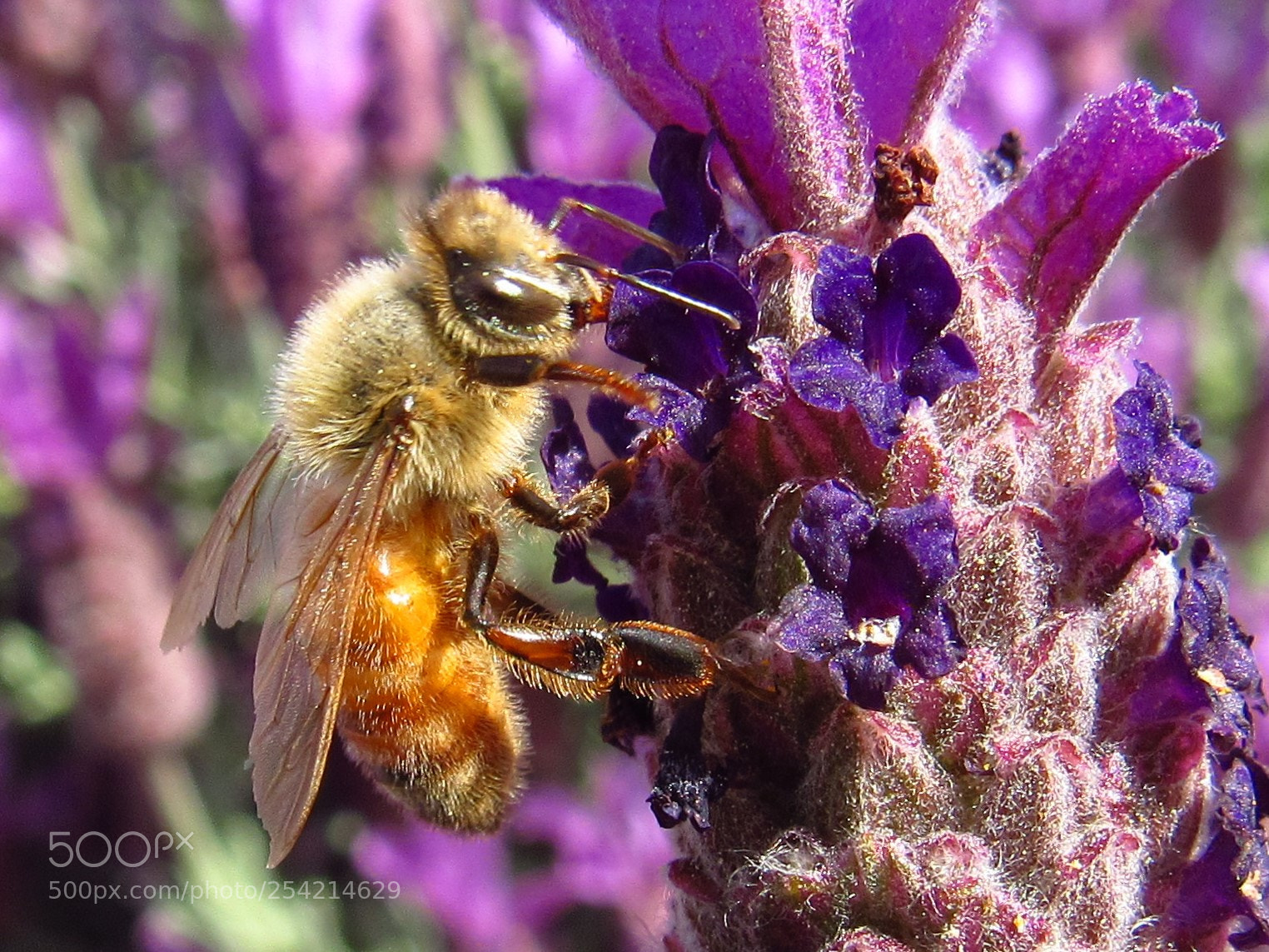 Canon PowerShot SX530 HS sample photo. Honey bee photography