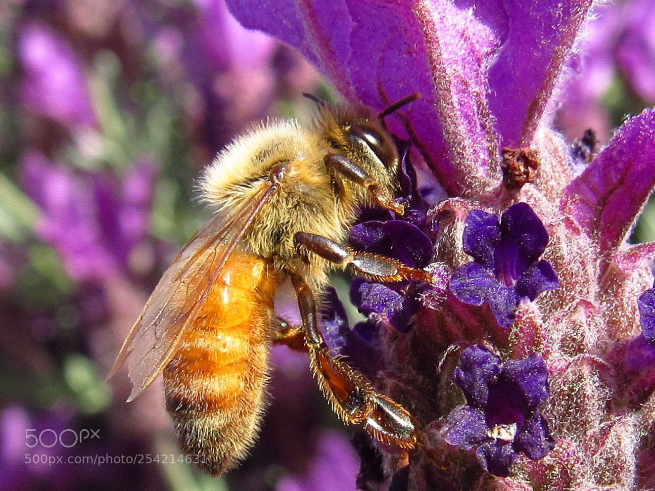 Canon PowerShot SX530 HS sample photo. Honey bee photography