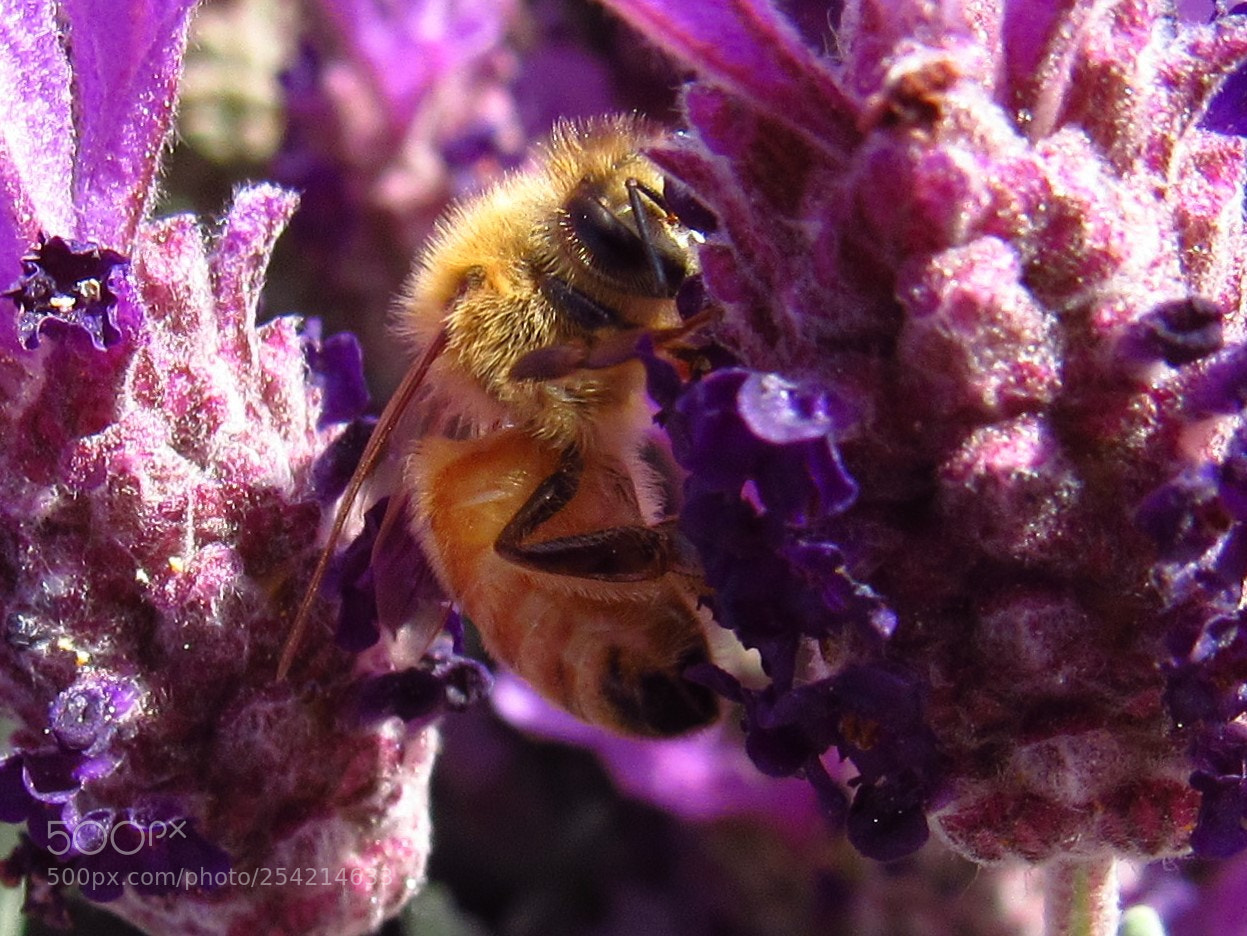 Canon PowerShot SX530 HS sample photo. Honey bee photography