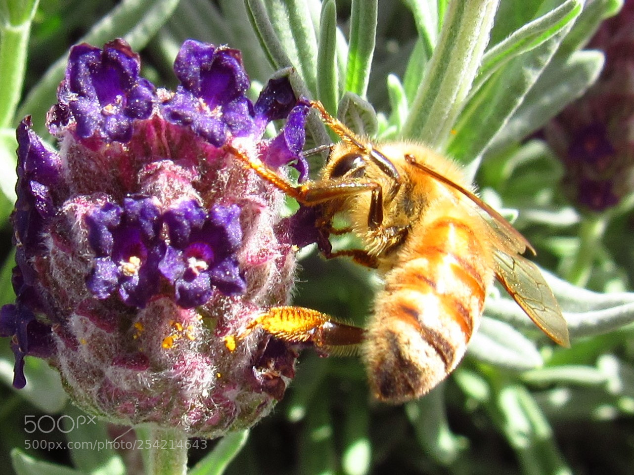 Canon PowerShot SX530 HS sample photo. Honey bee photography
