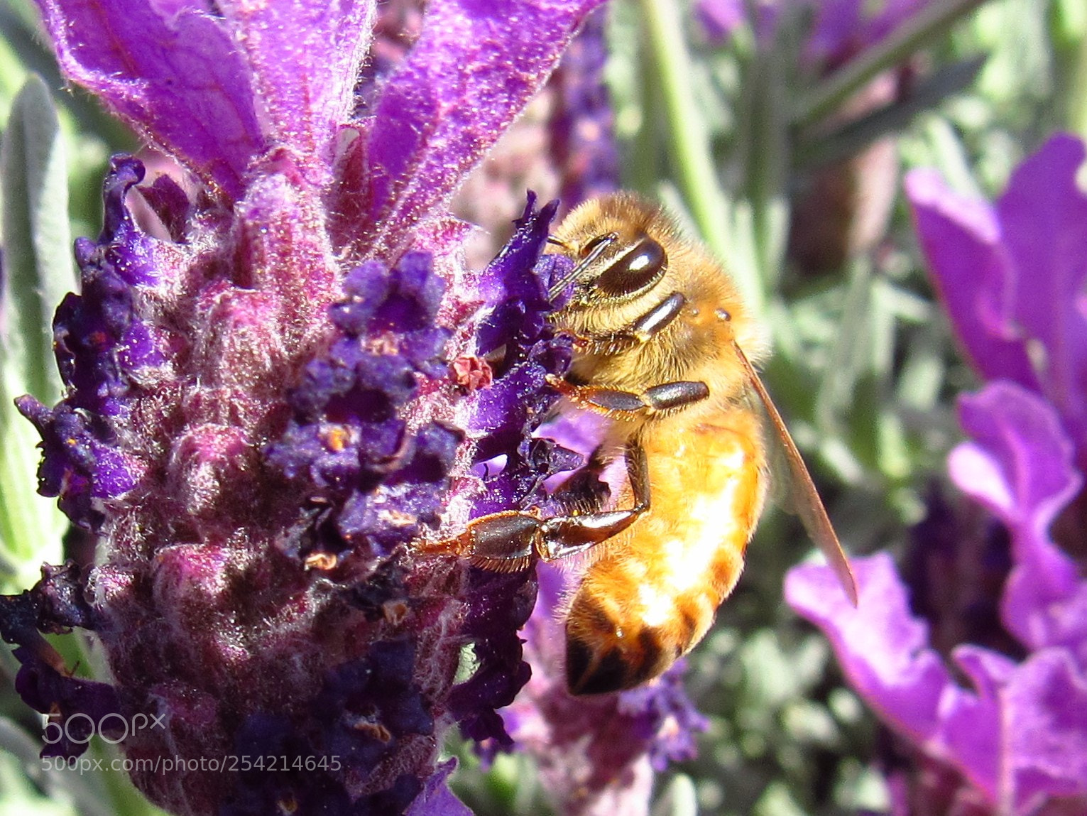 Canon PowerShot SX530 HS sample photo. Honey bee photography
