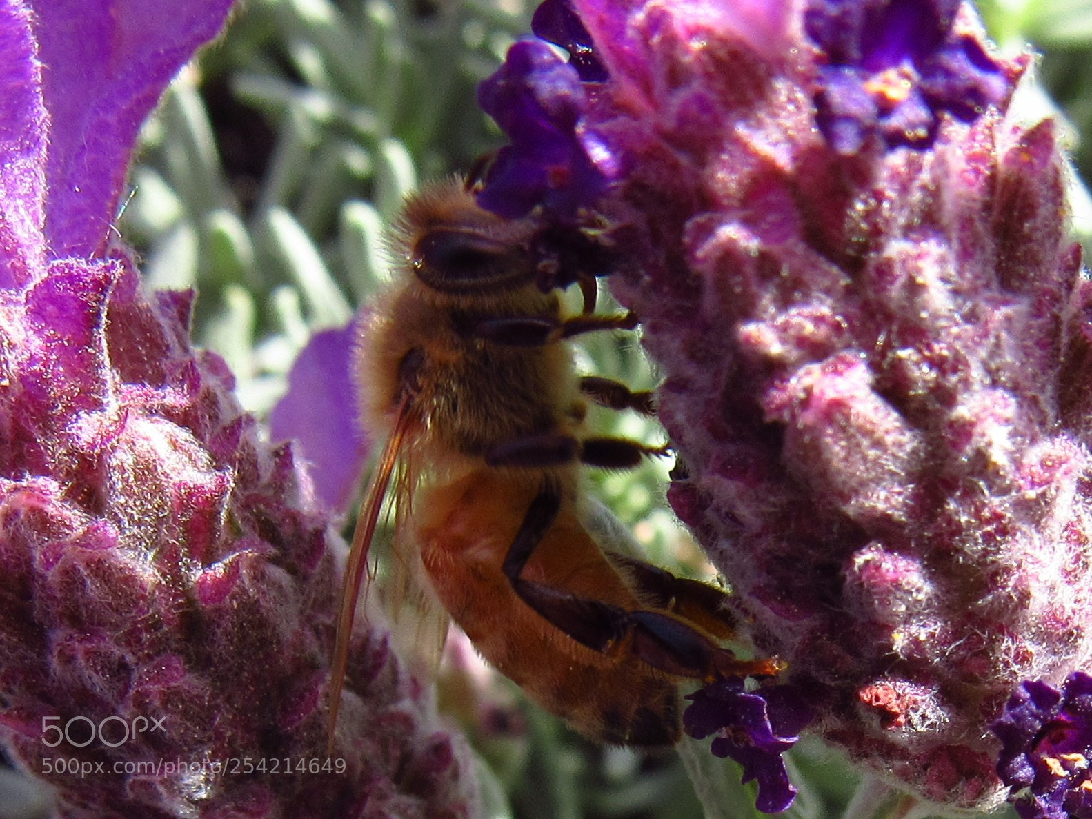 Canon PowerShot SX530 HS sample photo. Honey bee photography