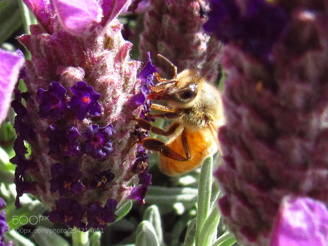 Canon PowerShot SX530 HS sample photo. Honey bee photography