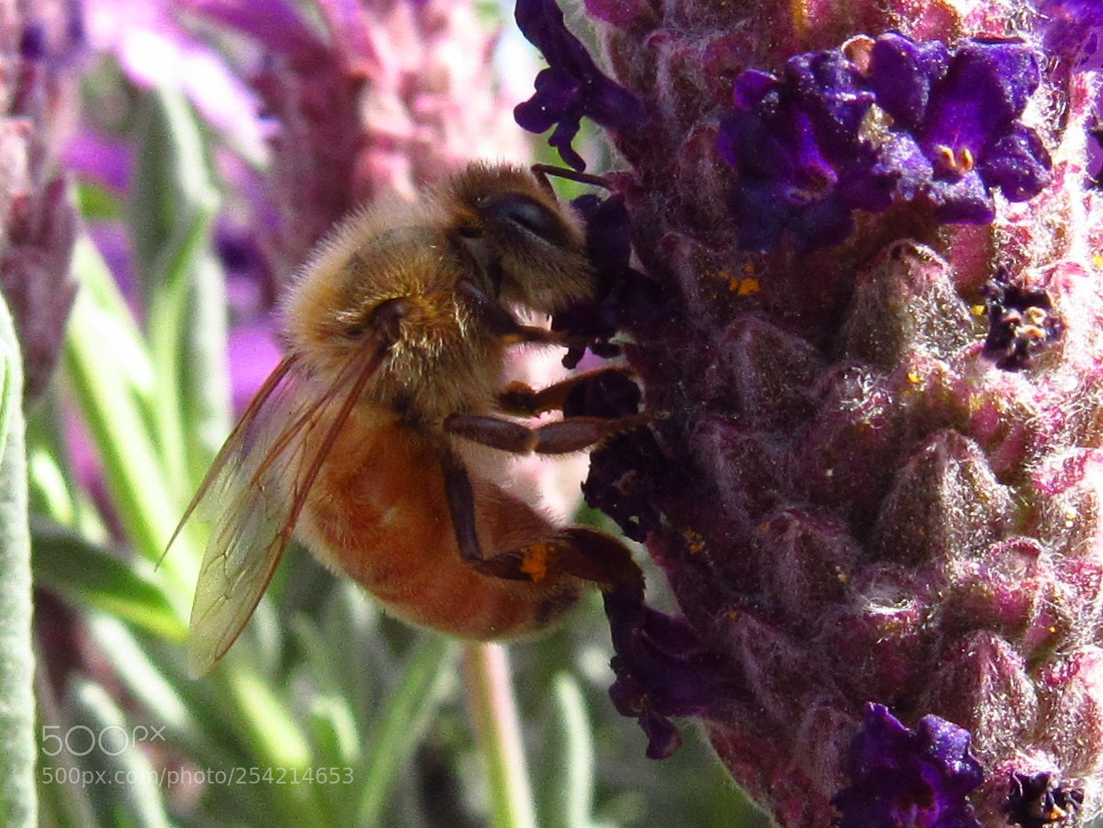 Canon PowerShot SX530 HS sample photo. Honey bee photography