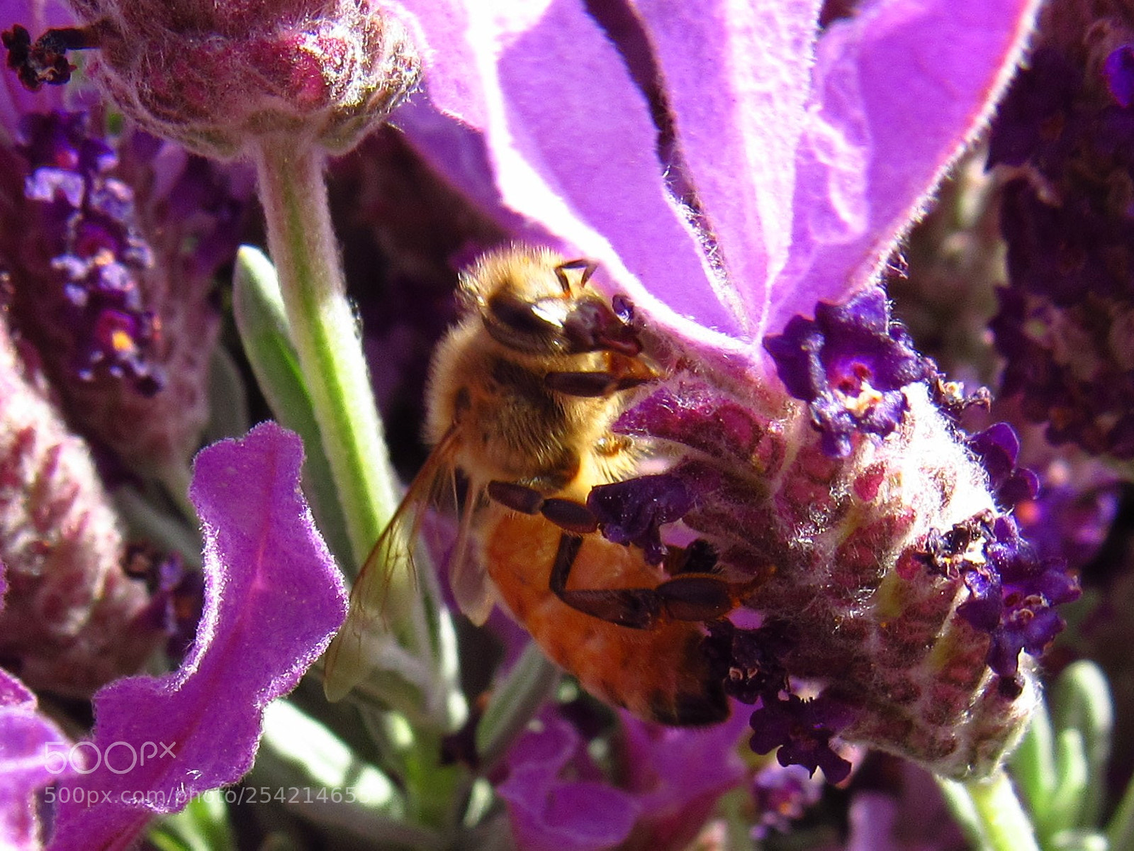 Canon PowerShot SX530 HS sample photo. Honey bee photography