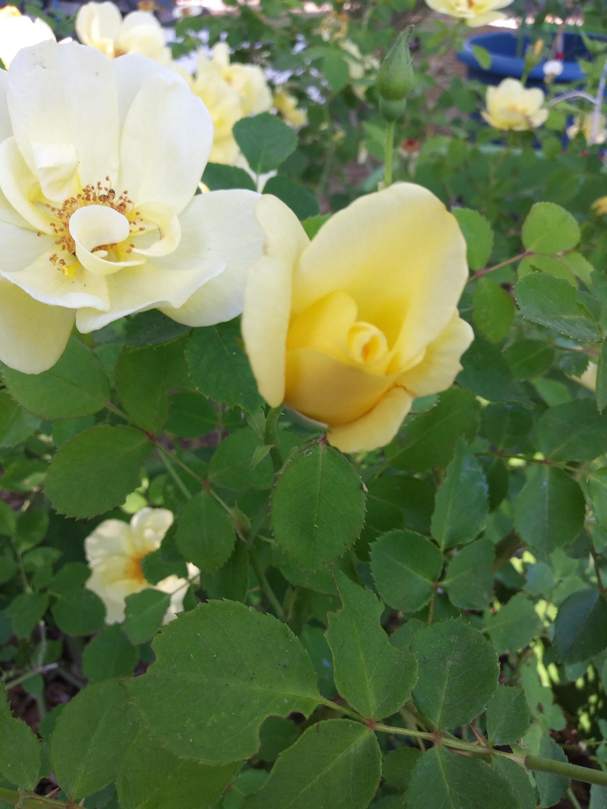 LG K8(2018) sample photo