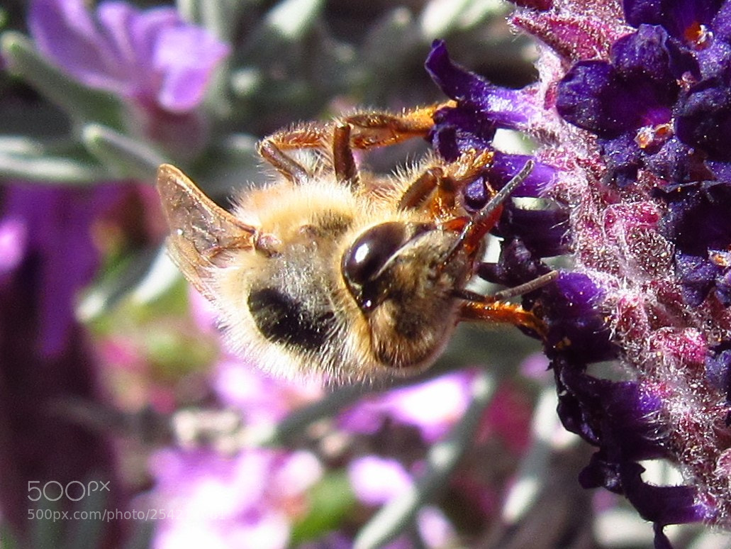 Canon PowerShot SX530 HS sample photo. Honey bee photography
