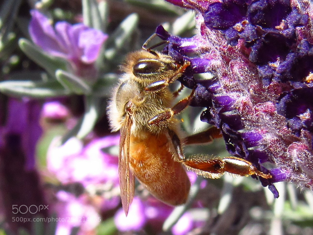 Canon PowerShot SX530 HS sample photo. Honey bee photography