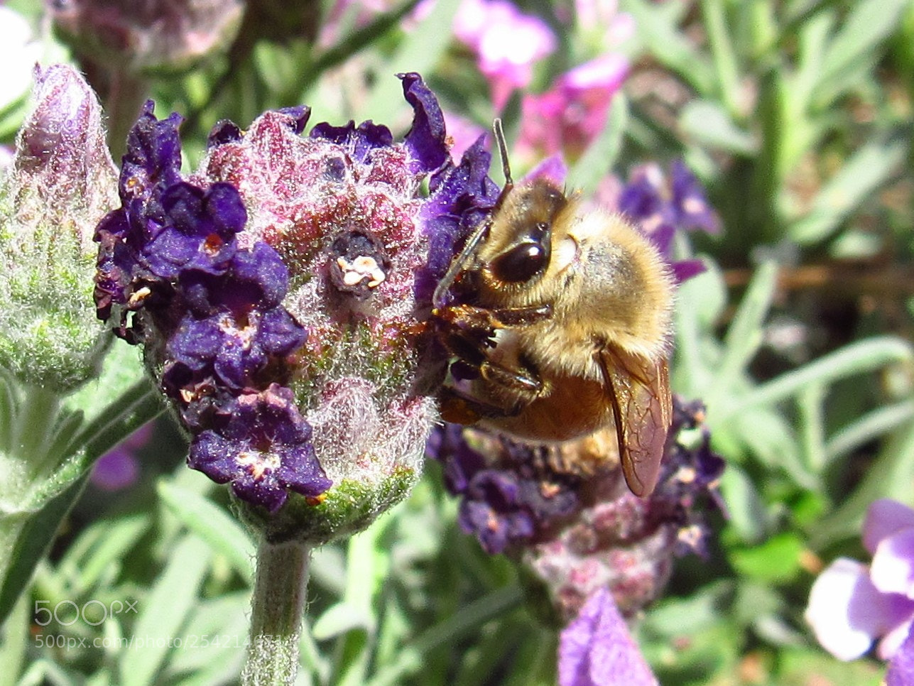Canon PowerShot SX530 HS sample photo. Honey bee photography