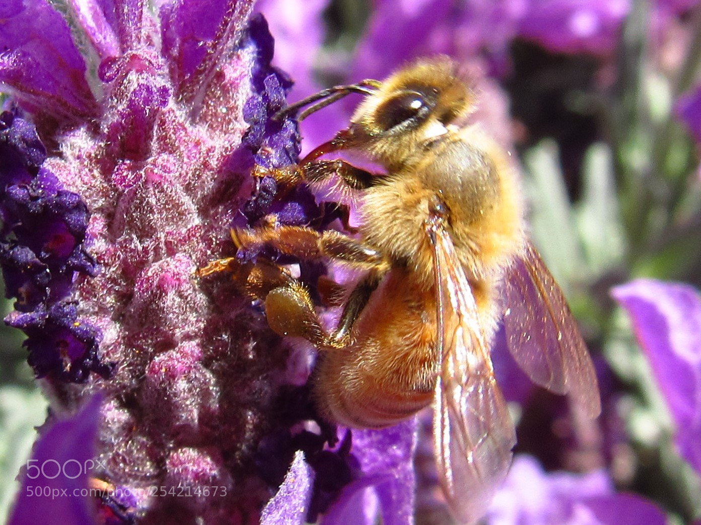 Canon PowerShot SX530 HS sample photo. Honey bee photography