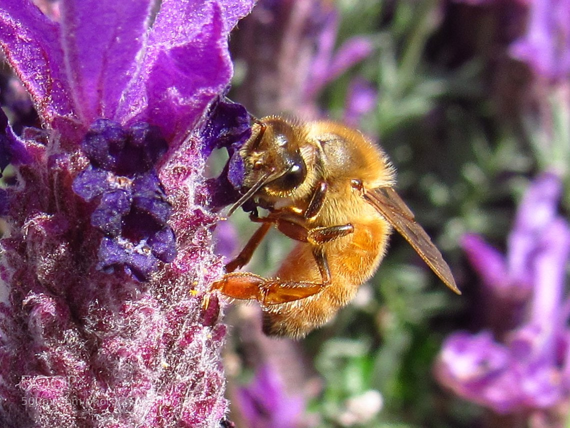 Canon PowerShot SX530 HS sample photo. Honey bee photography