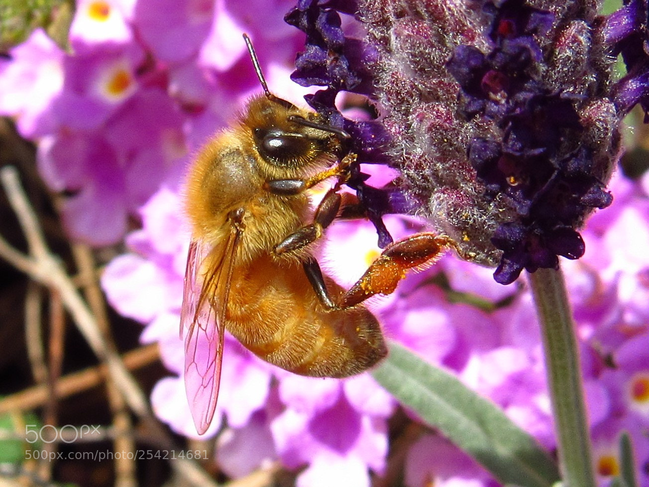 Canon PowerShot SX530 HS sample photo. Honey bee photography
