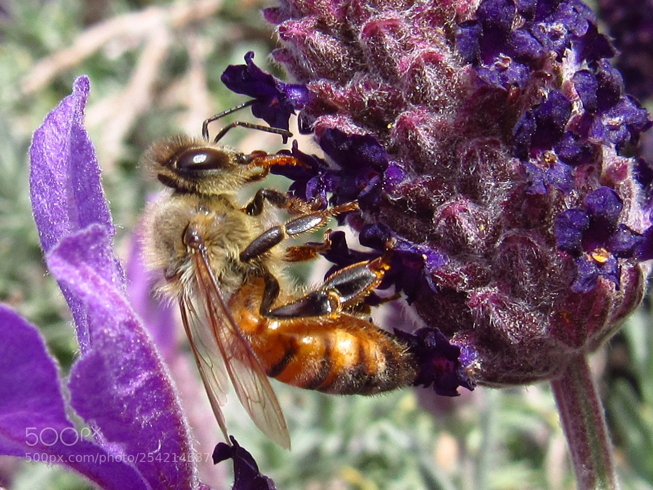Canon PowerShot SX530 HS sample photo. Honey bee photography