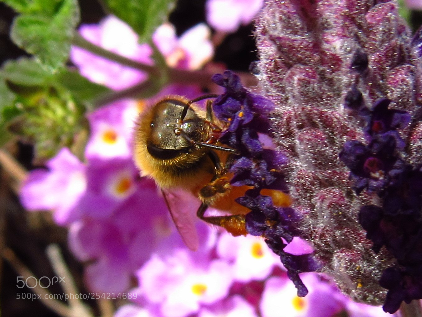Canon PowerShot SX530 HS sample photo. Honey bee photography