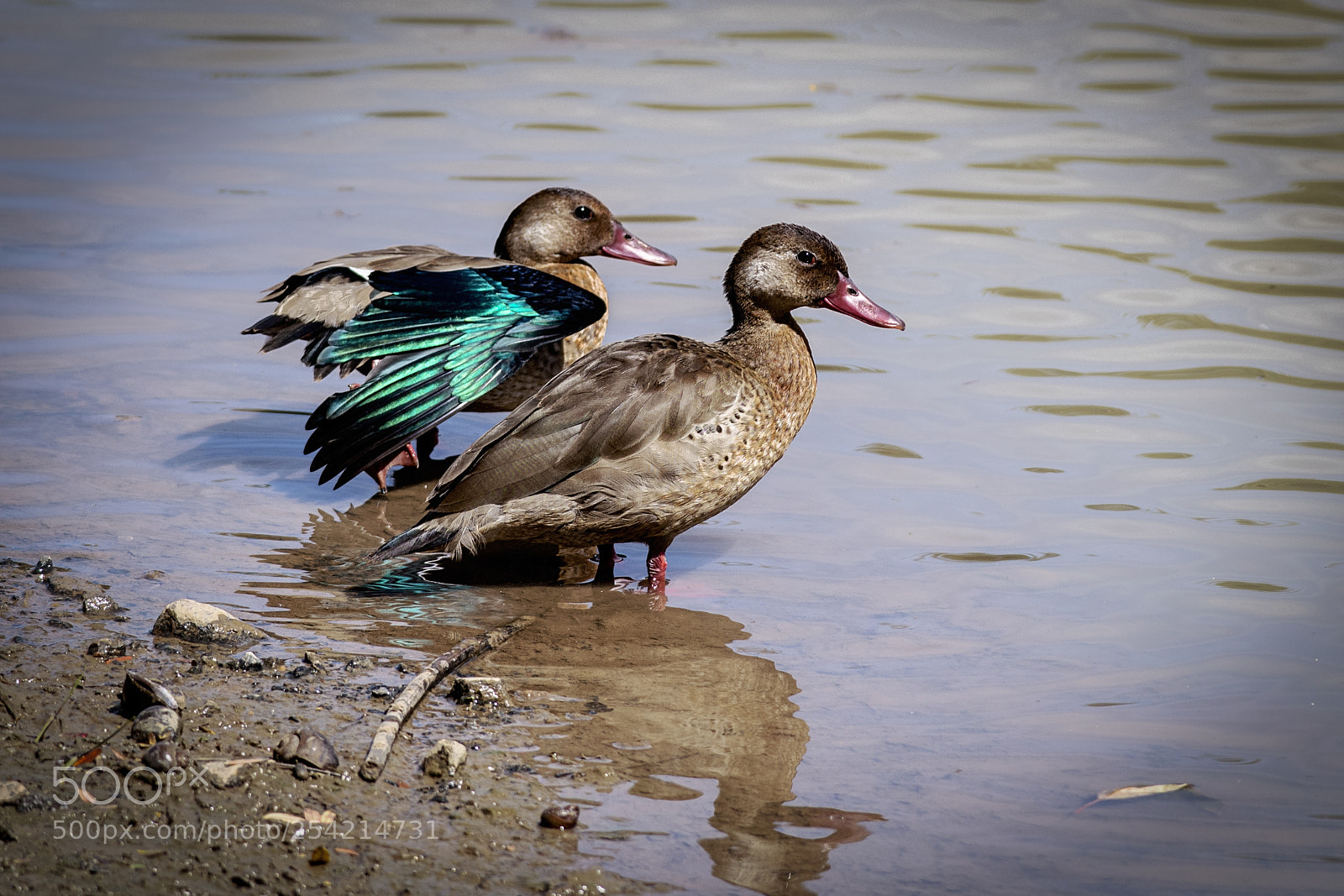 Nikon D500 sample photo. Ducklings in the pond photography
