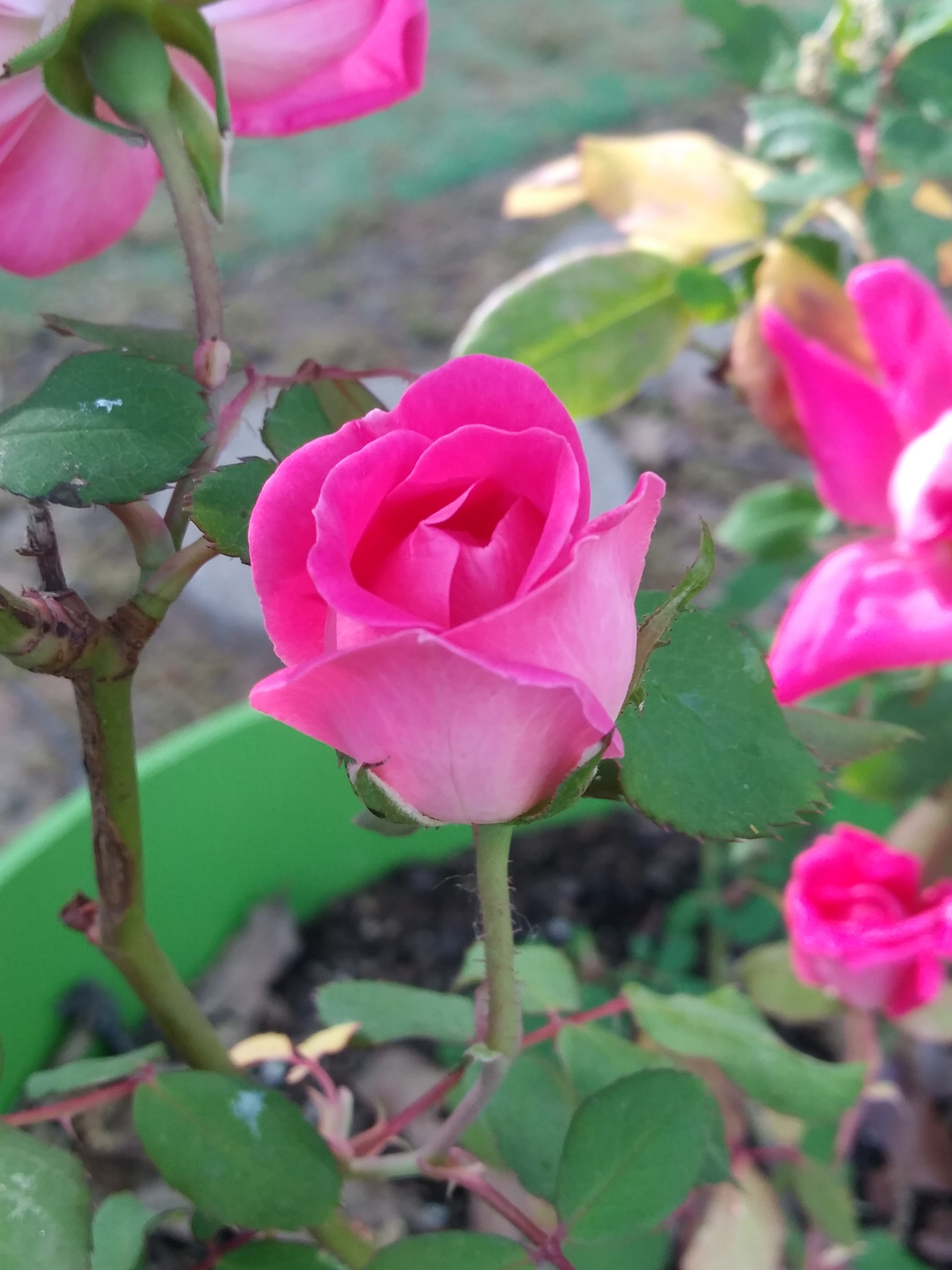 LG K8(2018) sample photo