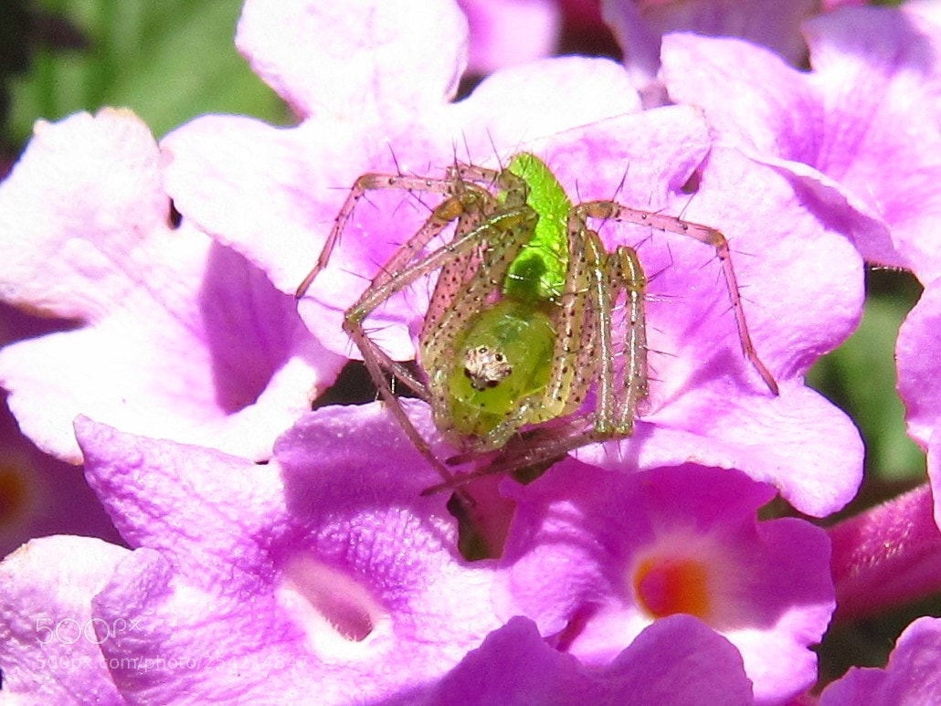 Canon PowerShot SX530 HS sample photo. Green grass spider photography