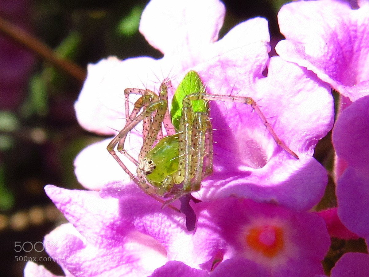 Canon PowerShot SX530 HS sample photo. Green grass spider photography
