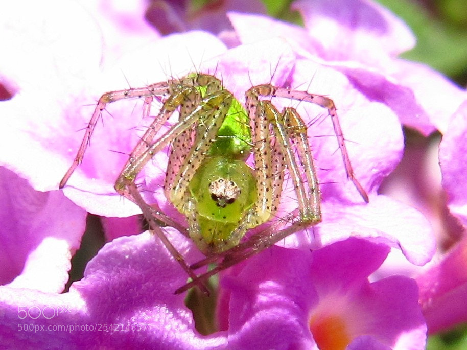 Canon PowerShot SX530 HS sample photo. Green grass spider photography