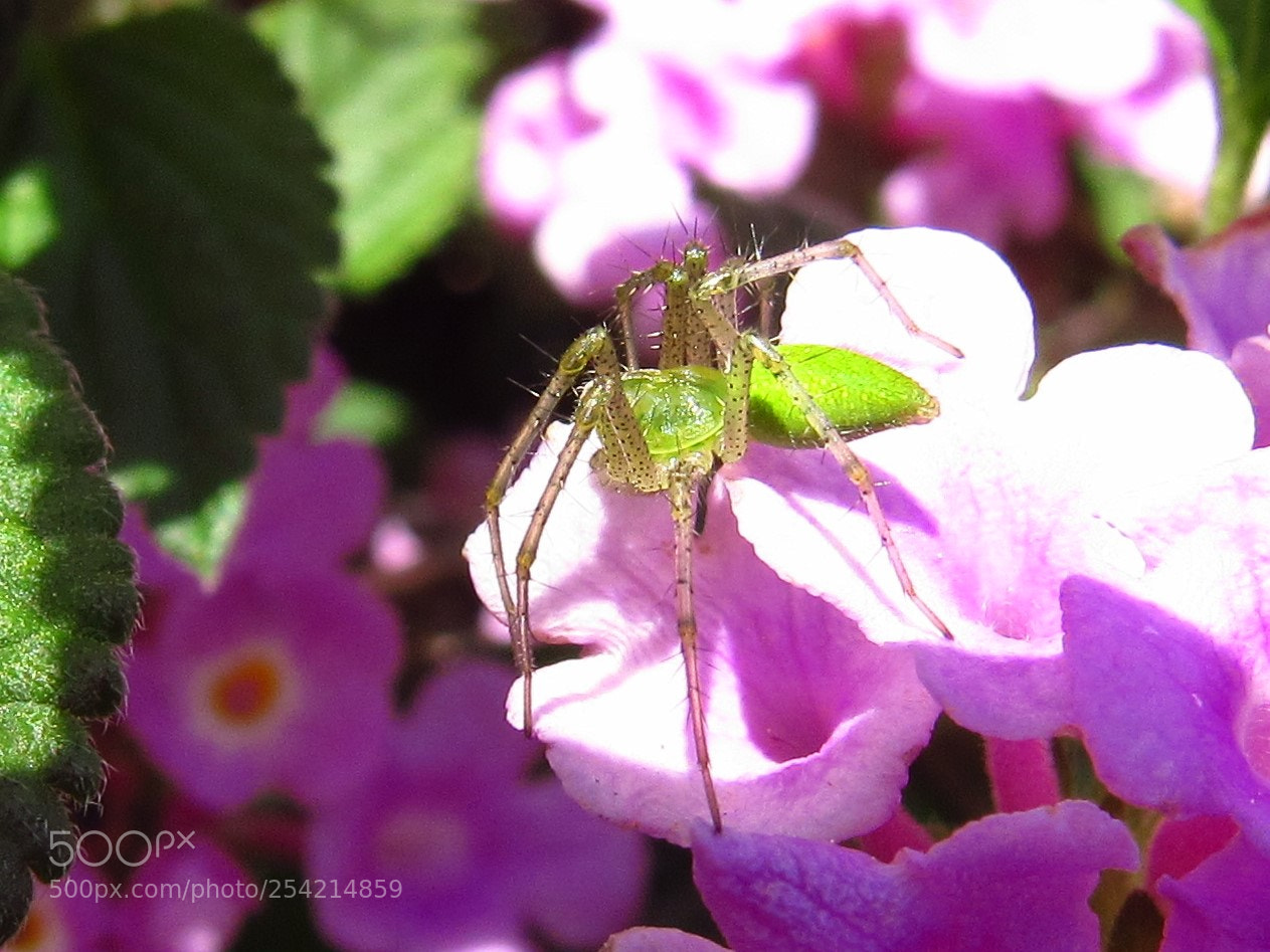 Canon PowerShot SX530 HS sample photo. Green grass spider photography