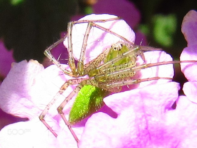 Canon PowerShot SX530 HS sample photo. Green grass spider photography