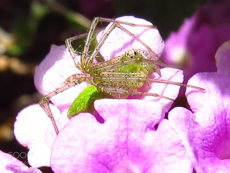 Canon PowerShot SX530 HS sample photo. Green grass spider photography