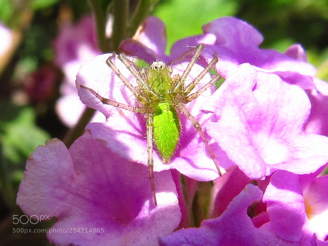Canon PowerShot SX530 HS sample photo. Green grass spider photography
