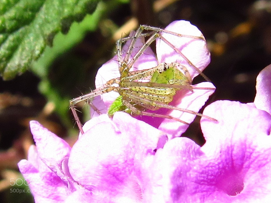 Canon PowerShot SX530 HS sample photo. Green grass spider photography