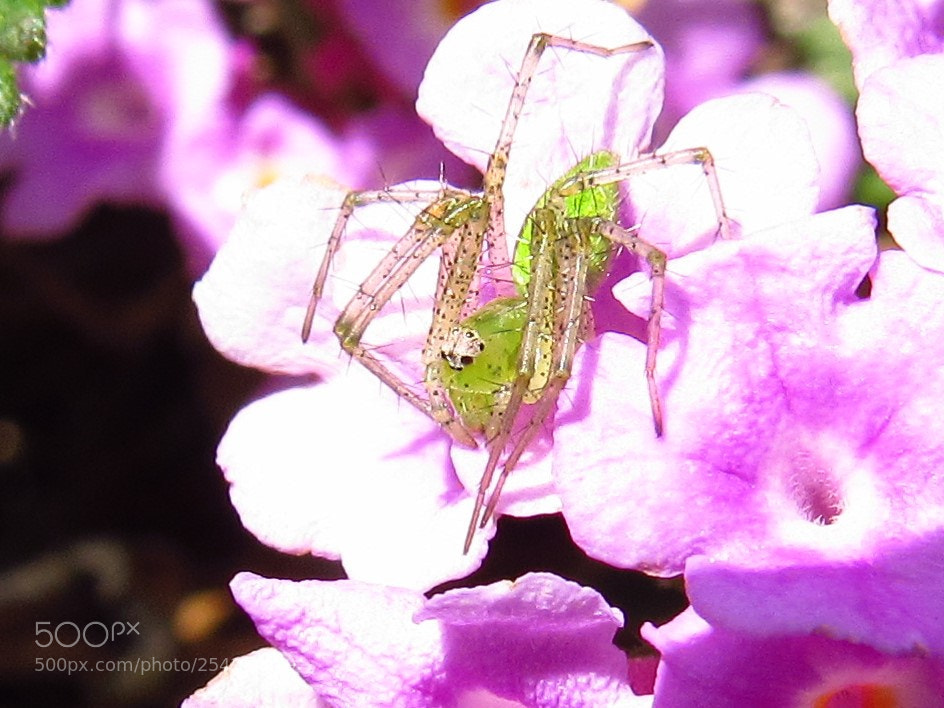 Canon PowerShot SX530 HS sample photo. Green grass spider photography
