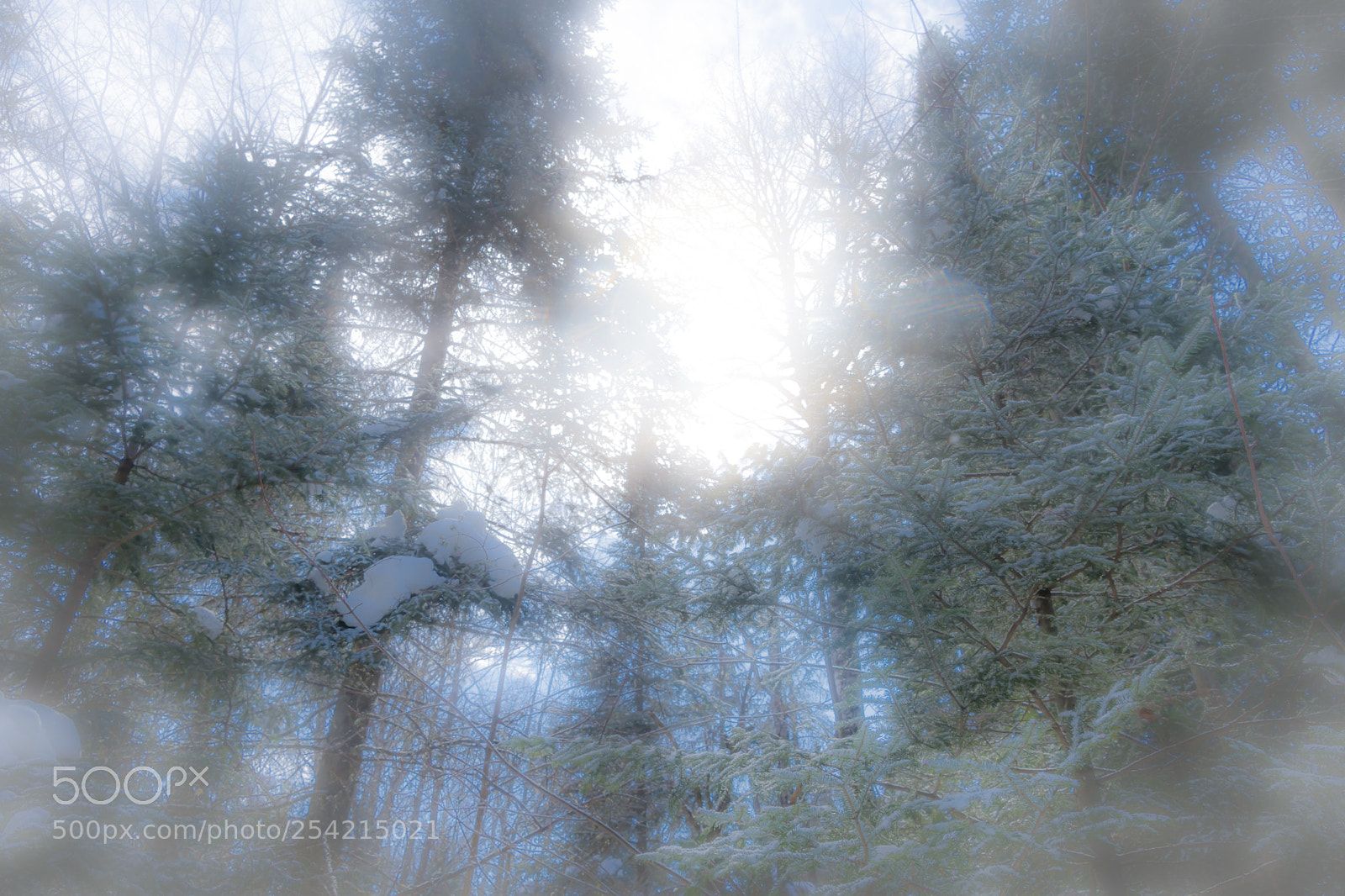 Nikon D7200 sample photo. In my dream! photography