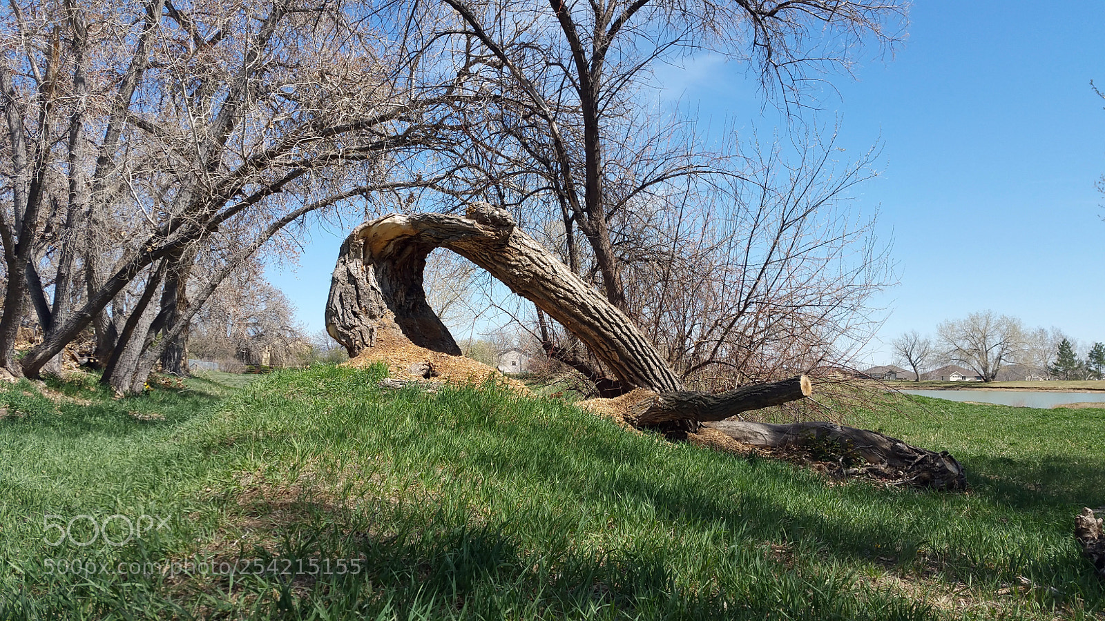 Samsung Galaxy Note4 sample photo. Eye of the tree. photography