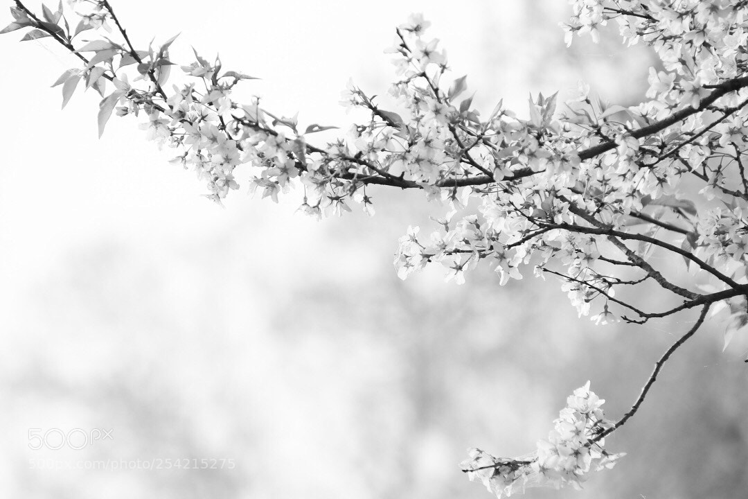 Canon EOS 80D sample photo. Izunuma 伊豆沼物語0419 photography