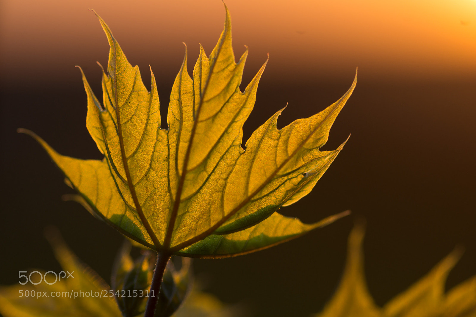 Sony SLT-A77 sample photo. Leaf in the sunset photography