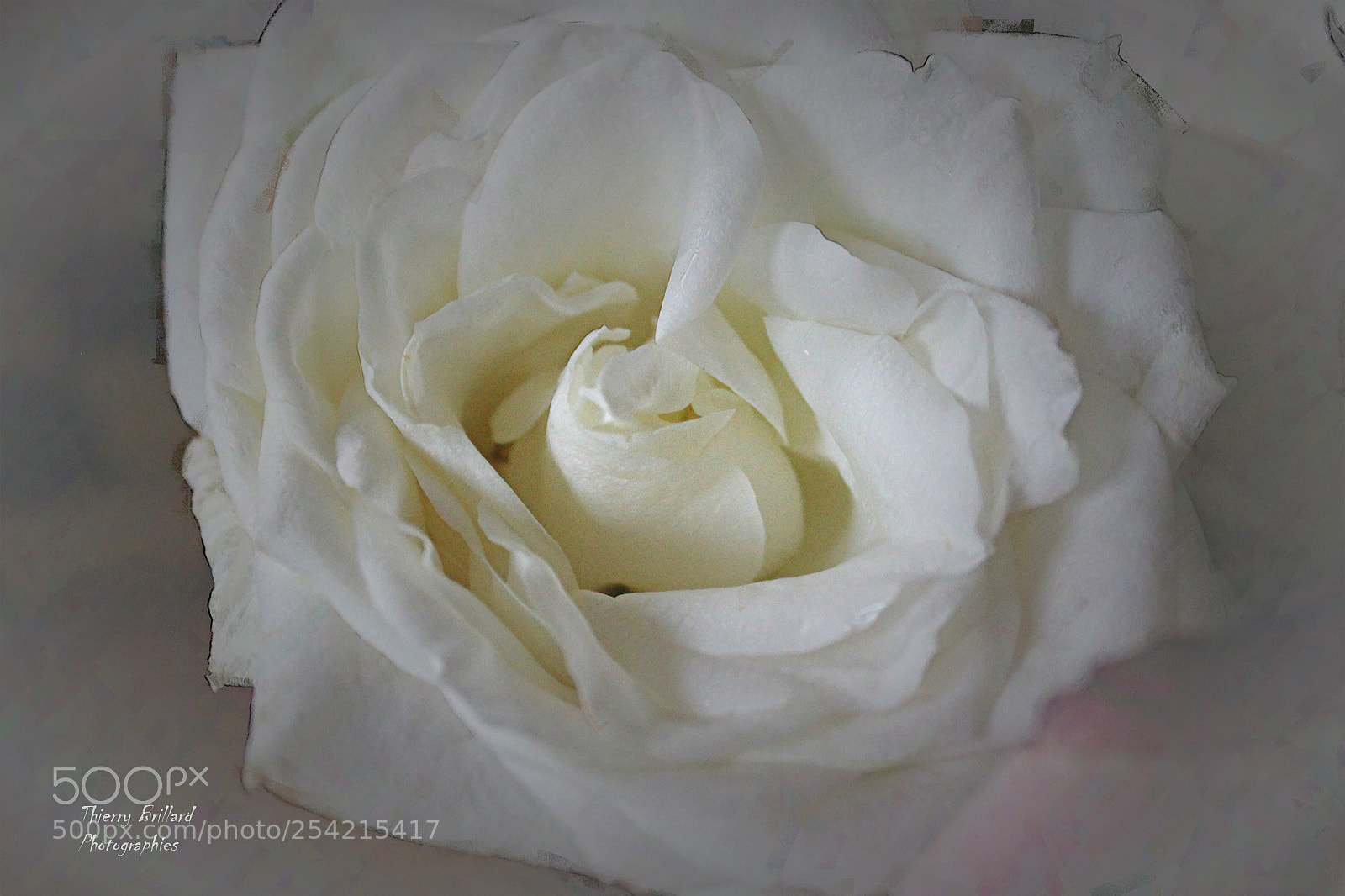 Canon EOS 600D (Rebel EOS T3i / EOS Kiss X5) sample photo. Rose blanche photography