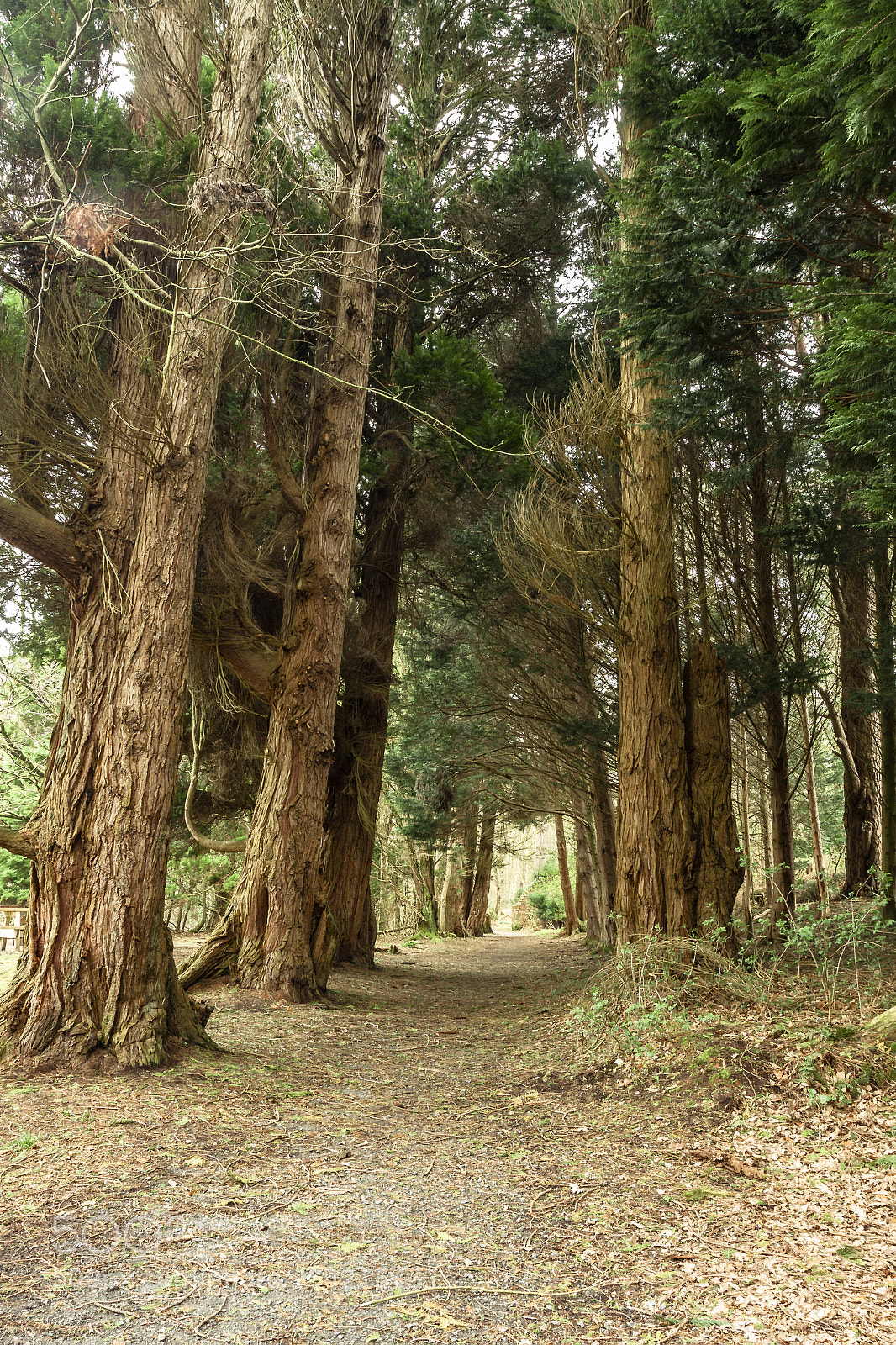 Canon EOS 50D sample photo. Drummanor forest park photography