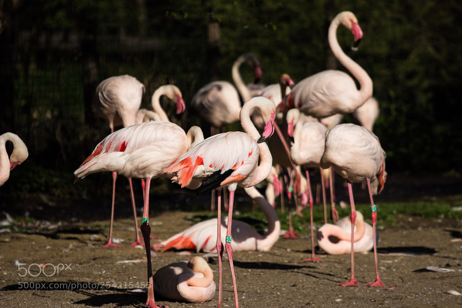 Canon EOS 600D (Rebel EOS T3i / EOS Kiss X5) sample photo. Flamingo photography