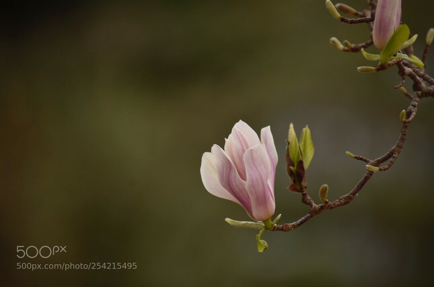 Nikon D7200 sample photo. Magnolia  photography