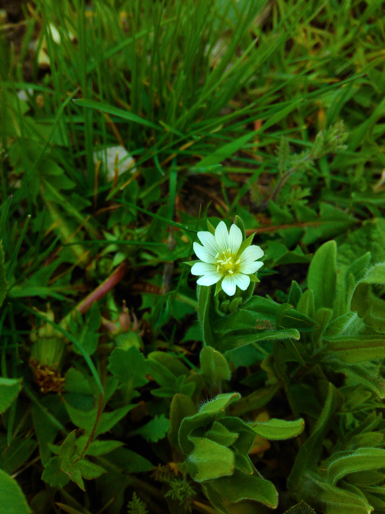 ASUS Z002 sample photo. Tell me your name) photography