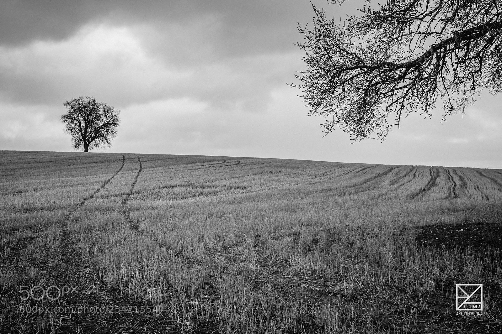 Fujifilm X-T20 sample photo. Road to the roots photography