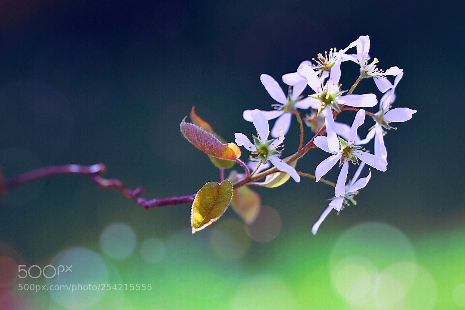 Nikon D5600 sample photo. Blossoming  photography