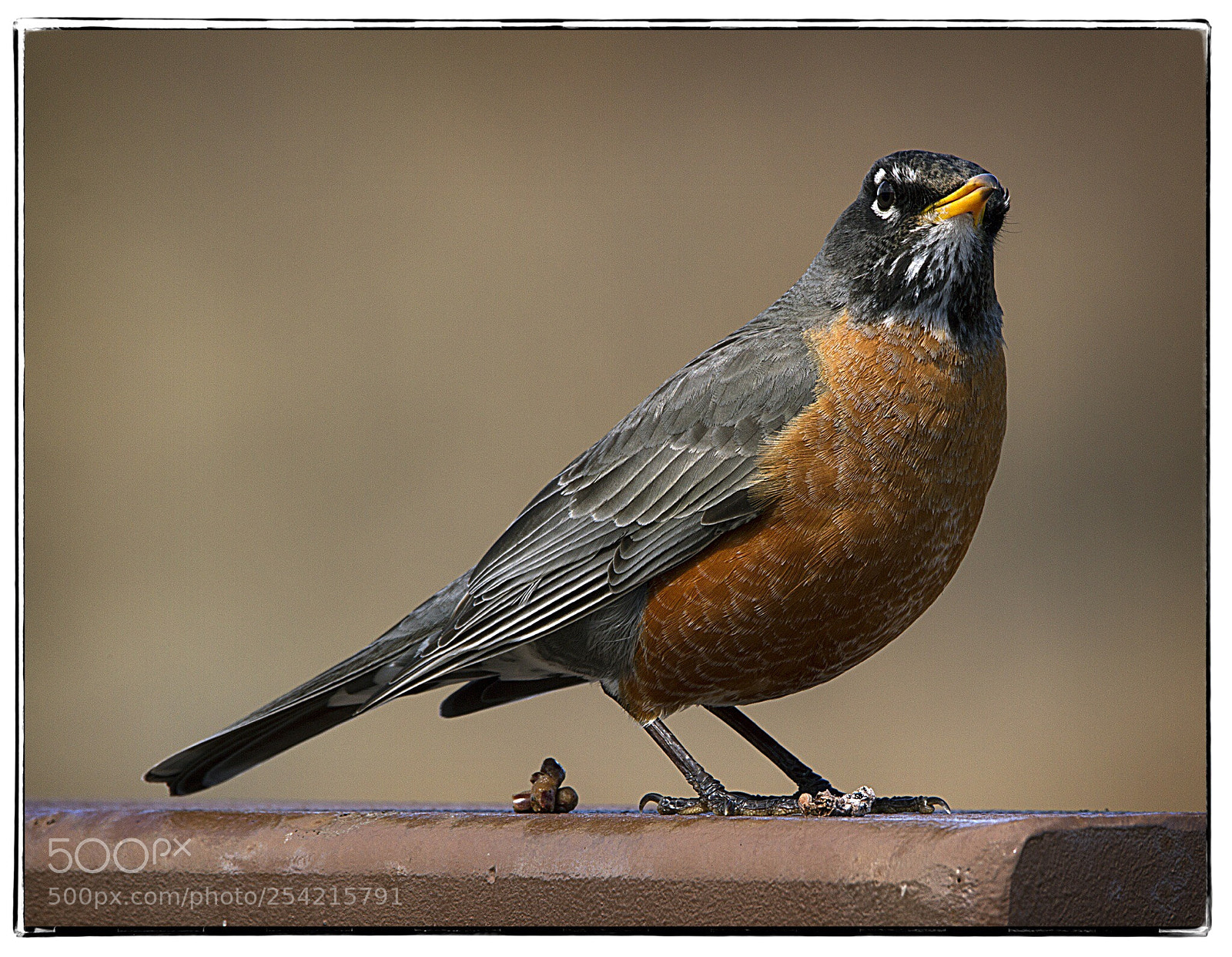Canon EOS 7D sample photo. Relieved red robin. photography