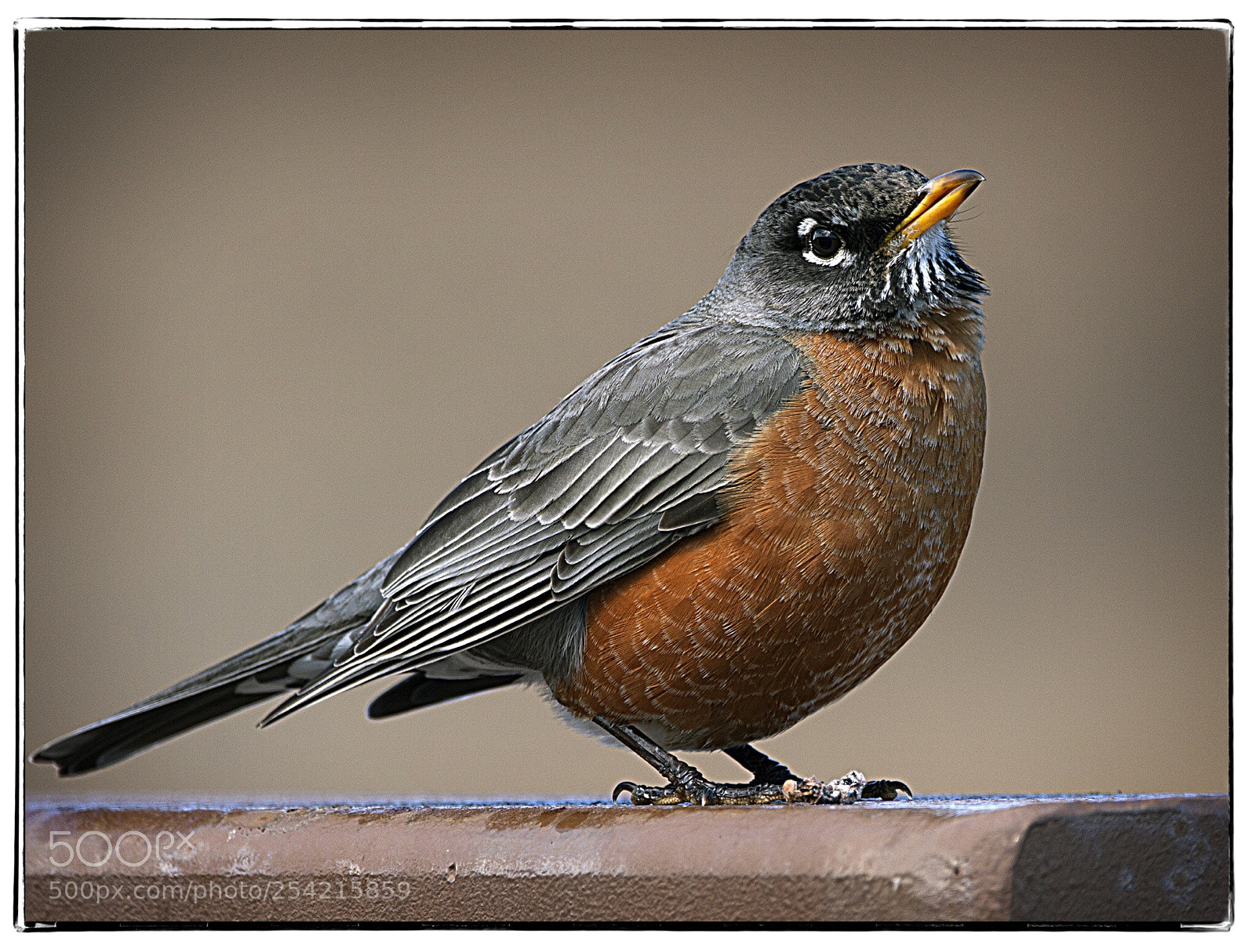 Canon EOS 40D sample photo. Red robin  photography